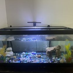 40 Gallon Fish Tank  