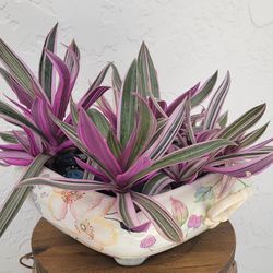 Plants In Ceramic Pot