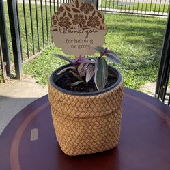 Pink Tradescantia Nanouk Plant $18