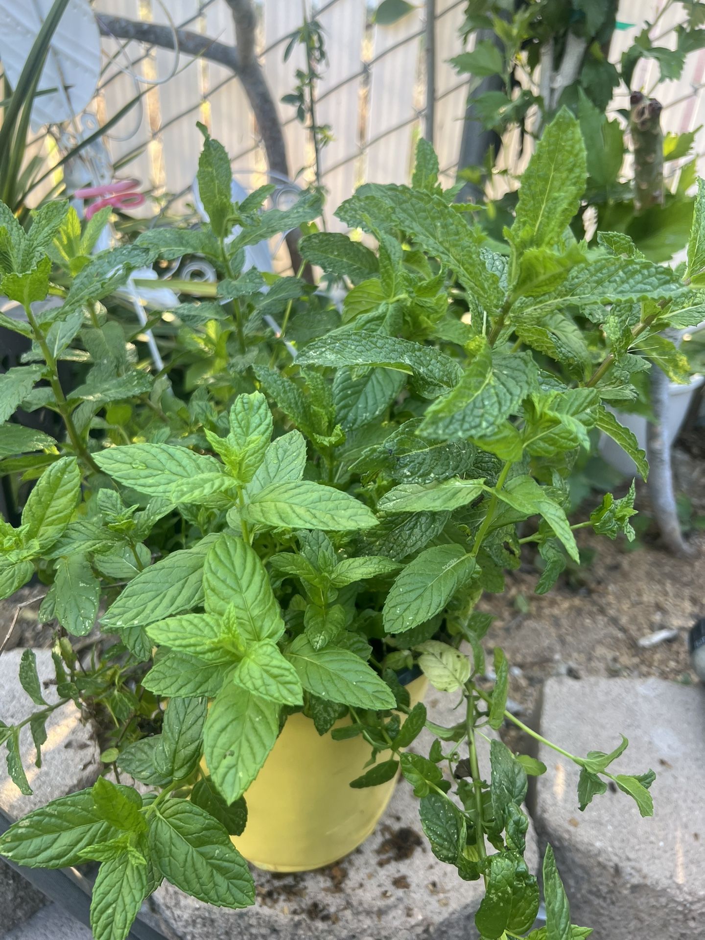 Mint Plant