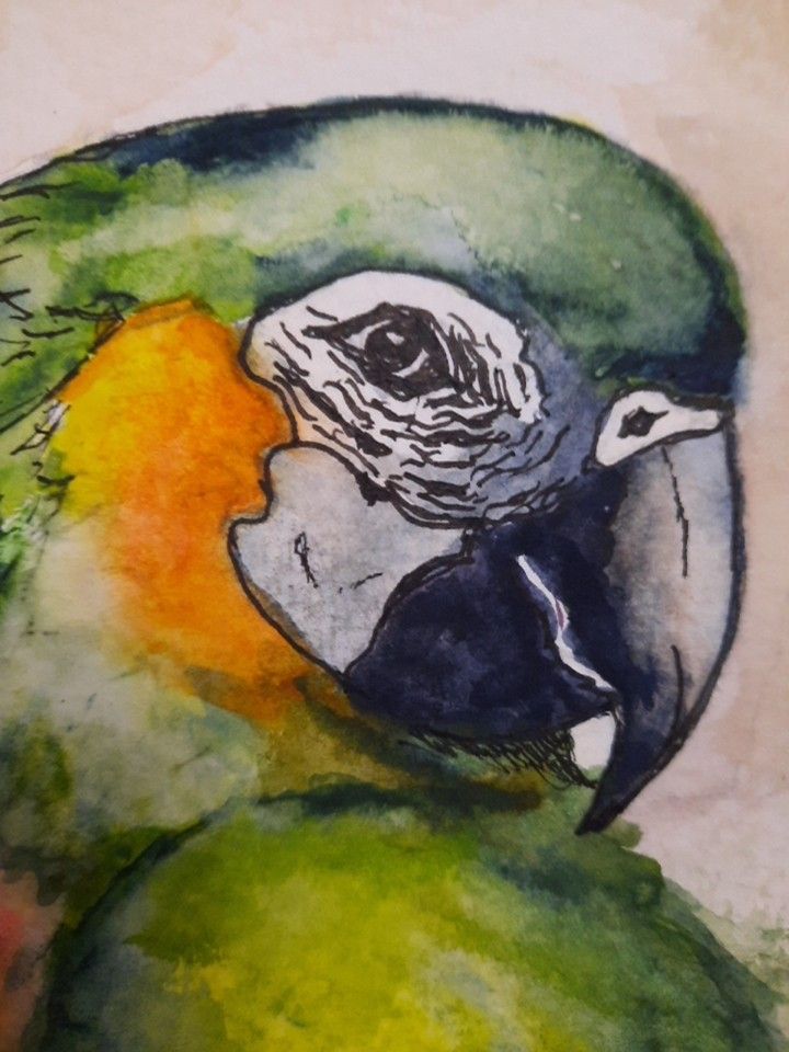Parrot - in Watercolor