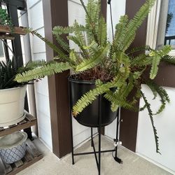Fern Plant With Planter 