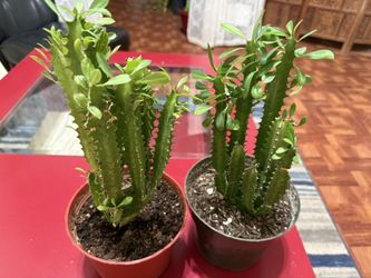 🌿Euphorbia Green Lucky PLANT🙏PLS READ DESCRIPTION🩷
