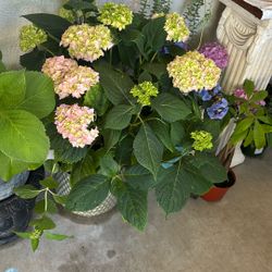 Ortensia Planta $22