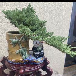 Bonsai Japanese Garden Junipers $55 Each Firm