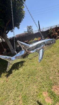 Yuma disco ball shark