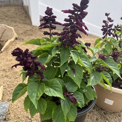 Salvia Purple Potted Plant