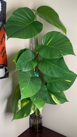 Golden pothos plant on moss pole.giant leaves