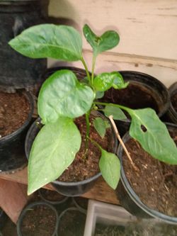 avacato trees