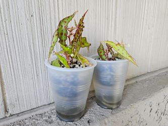 Begonia Amphioxus plants