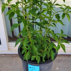 CHILTEPIN Chili Plant 🔥  HOT, Great For Salasa or Sprinkle On Top Of Food To Give A Bite