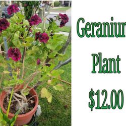 Geranium plant 