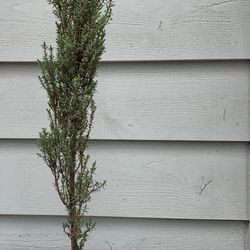 Bonsai Tree 17Inches