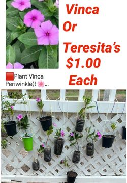 Teresita plants for sale