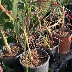 Lemongrass.  Xả Tím 7$