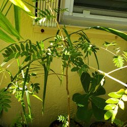 Lignum Vitae (Florida Native)