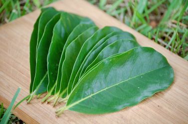 Fresh Soursop Leaves