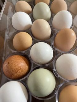 Fresh Chicken Eggs
