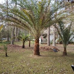 5 Ft Trunk Date Palm U Dig $600-i Dig And Wrap For Shipping  Add $400-Bunnell, FL