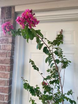 Crape Myrtle Pink