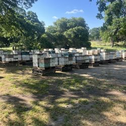 Bees 