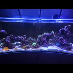 Waterbox 65.4 Aquarium with Stand Bundle With All Accessories 