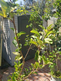 Red apple tree
