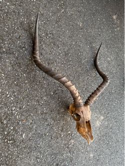 Antilope antler/cuerno