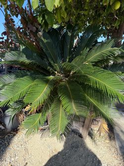 Sago palm