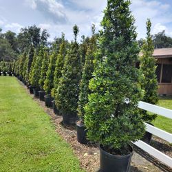 Japanese Blueberries 8 Ft Tall Delivered