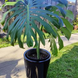 Large Monstera In Ceramic Pot 