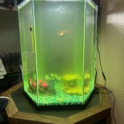 Fish Tank 
