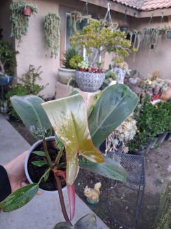Philodendron Florida BRONZE Plant $28