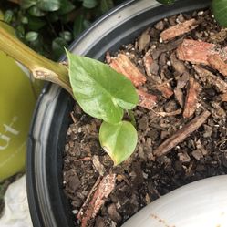 Elephant Ear Plant, (Picture For Example) 