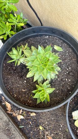 Succulent