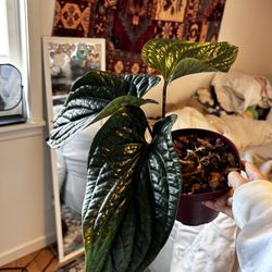 **NEED GONE ASAP** Anthurium Luxurians x Radicans