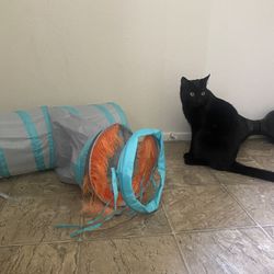 Cat Toy