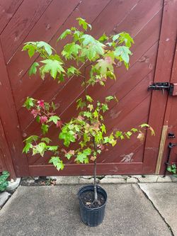4 foot tall Sweetgum tree