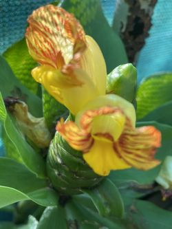 Insulin Plant(Costus Igneous)
