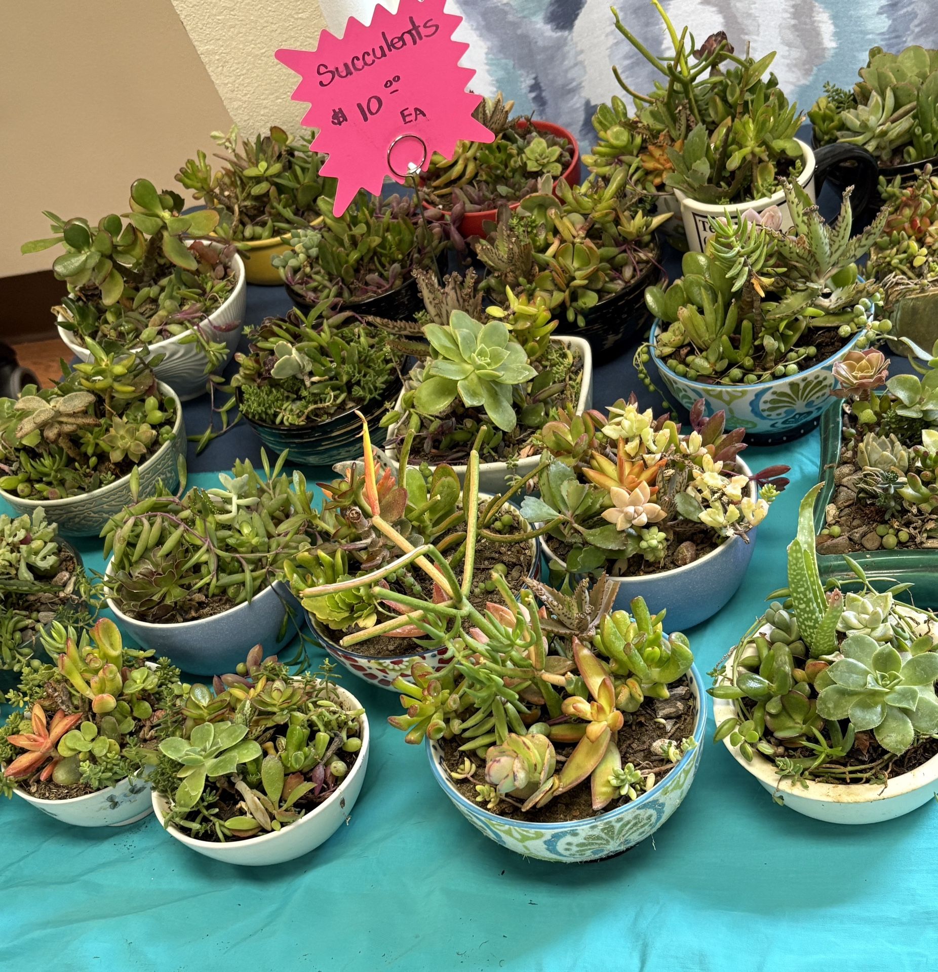 Succulents Galore And More