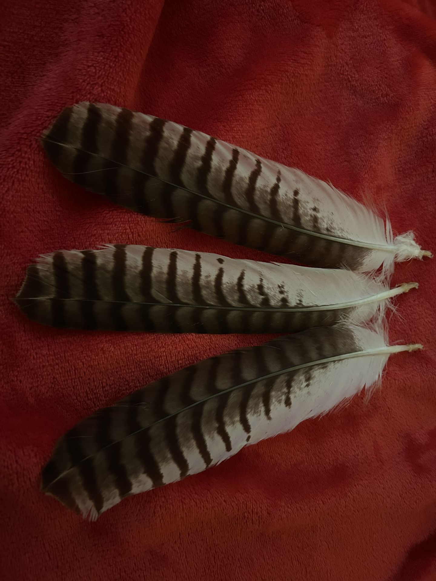 Hawk Feathers