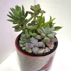 🎁🎄Succulent Flower Arrangement In Beautiful Ceramic Pot 4"H.