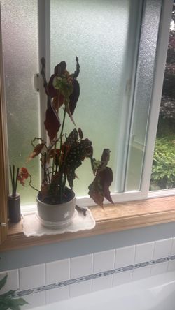 Begonia plant