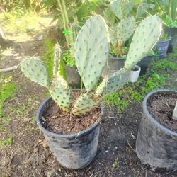 Beavertail Cactus Plant
