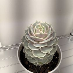 Echeverria “Lola”