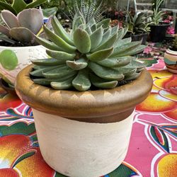Medium Succulent