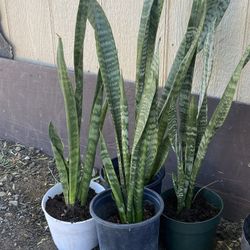 Snake Plants