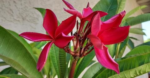 Beautiful PLUMERIA!