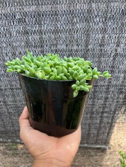 String of Tears Succulent – 6” Pot – Healthy Plant