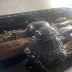 Turtle Dock